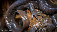 Ambystoma jeffersonianum