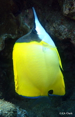 Forcipiger longirostris
