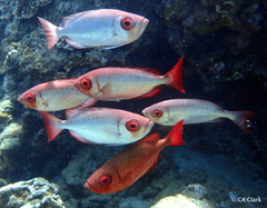 Priacanthus meeki