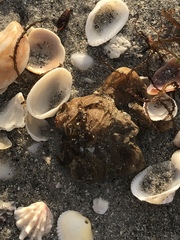 Molgula occidentalis