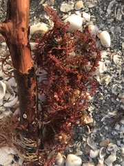 Botryocladia occidentalis