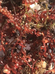 Botryocladia occidentalis