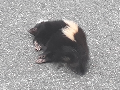 Mephitis mephitis nigra