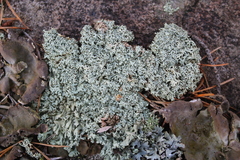 Xanthoparmelia stenophylla