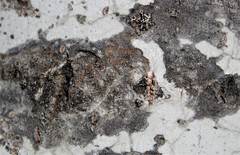 Caloplaca cerina