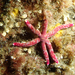 Tamarisk Sea Star - Photo (c) Tom Turner, some rights reserved (CC BY-NC), uploaded by Tom Turner