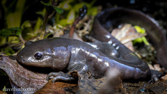 Ambystoma jeffersonianum