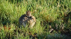 Sylvilagus nuttallii