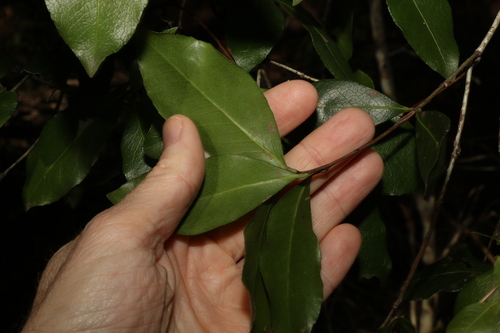 Image of Denhamia celastroides by (c) Greg Tasney, some rights reserved (CC BY-SA)
