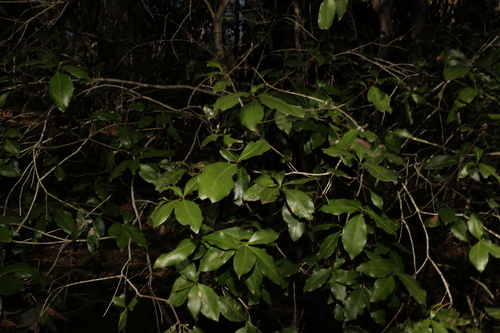 Image of Denhamia celastroides by (c) Greg Tasney, some rights reserved (CC BY-SA)