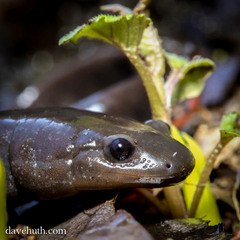 Ambystoma jeffersonianum