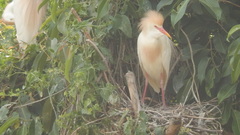 Bubulcus ibis