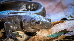 Ambystoma jeffersonianum