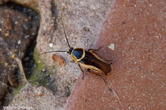 Pseudomops neglectus