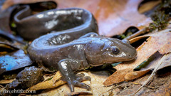 Ambystoma jeffersonianum