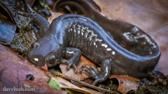 Ambystoma jeffersonianum