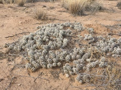 Grusonia clavata