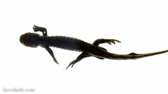 Ambystoma jeffersonianum