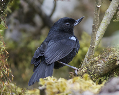 Diglossa lafresnayii