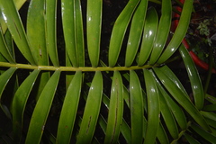 Ceratozamia