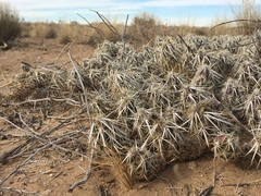 Grusonia clavata