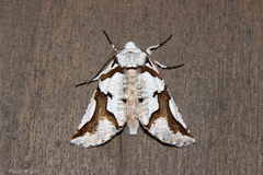 Declana egregia