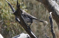 Strepera versicolor versicolor