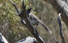 Strepera versicolor versicolor