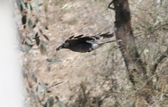 Strepera versicolor versicolor