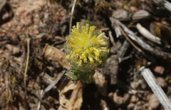 Triptilodiscus pygmaeus