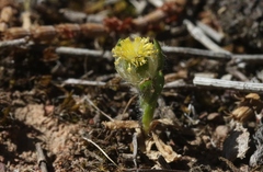 Triptilodiscus pygmaeus