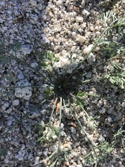 Eschscholzia minutiflora