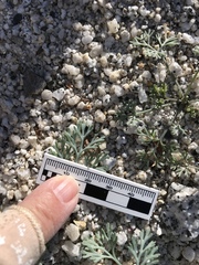 Eschscholzia minutiflora
