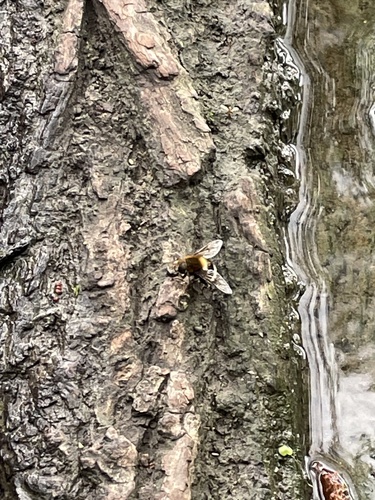 Furry Dronefly photo 2