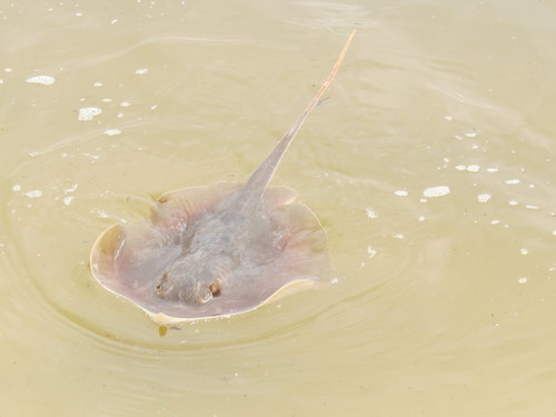 Atlantic Stingray photographed in Mississippi