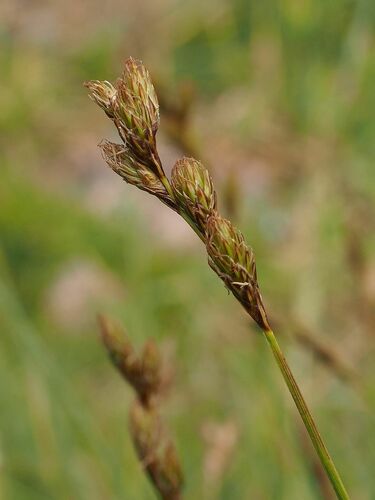 Carex leporina iNat (1)