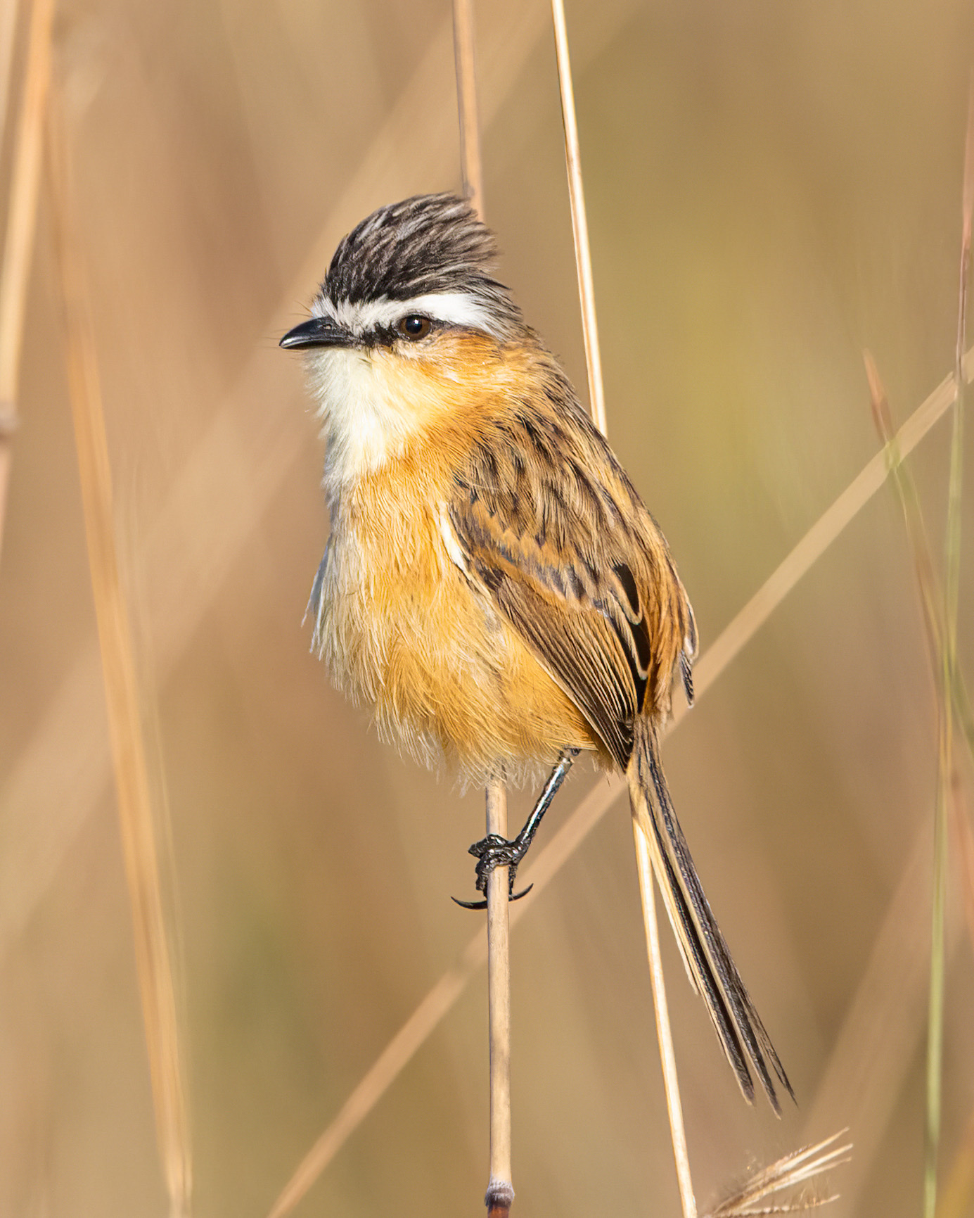 Sharp-tailed Grass Tyrant (Culicivora caudacuta), photo 5