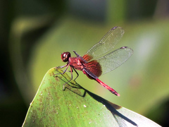 Erythrodiplax fervida