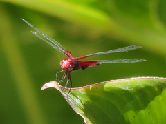Erythrodiplax fervida