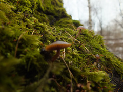 Galerina pseudomycenopsis