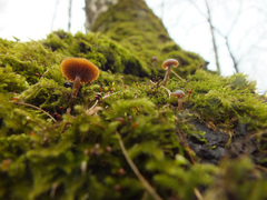 Galerina pseudomycenopsis