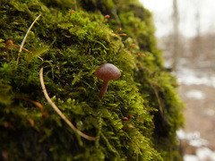 Galerina pseudomycenopsis