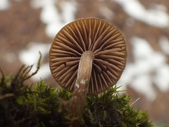 Galerina pseudomycenopsis