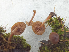 Galerina pseudomycenopsis