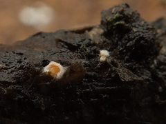 Lachnellula laricis