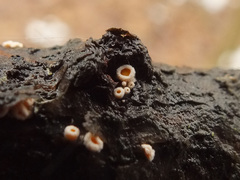 Lachnellula laricis