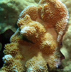 Montipora capitata