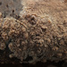 Phlebia rufa - Photo (c) Иван Матершев, some rights reserved (CC BY-NC), uploaded by Иван Матершев