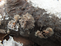 Phlebia rufa image