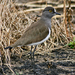 Senegal Lapwing - Photo (c) Bill Higham, some rights reserved (CC BY-NC-ND)